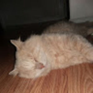 Meet your Posher, Lori